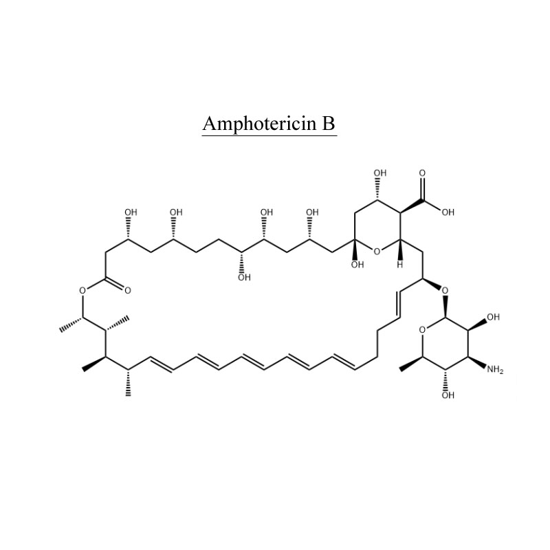 Amphotericin B